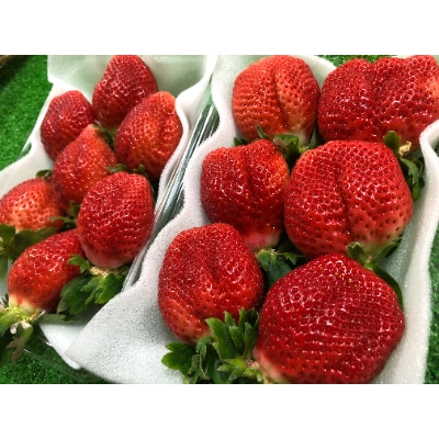 3月以降発送  いちご【あまおう】福岡県豊前市産　約270g×2パック