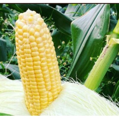 先行予約!農家直送 朝どれ スイートコーン 約4kg(9～12本入り)