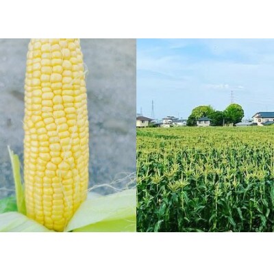 先行予約!農家直送 朝どれ スイートコーン 約4kg(9～12本入り)