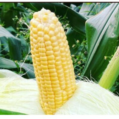 先行予約!農家直送 朝どれスイートコーン食べ比べ(白・黄) 約4kg(9～12本入り)