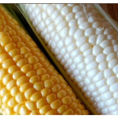 先行予約!農家直送 朝どれスイートコーン食べ比べ(白・黄) 約4kg(9～12本入り)