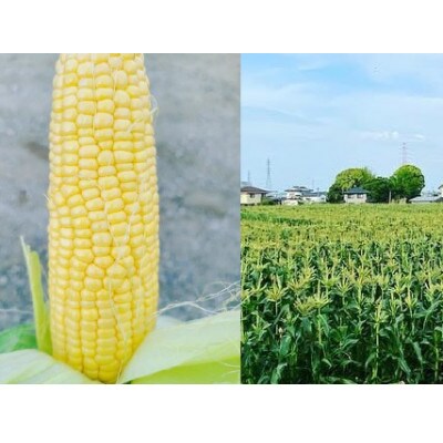 先行予約!農家直送 朝どれスイートコーン食べ比べ(白・黄) 約4kg(9～12本入り)