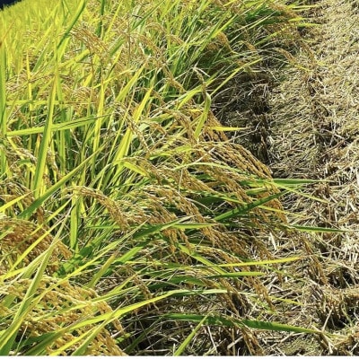 【新米】福岡県産米 夢つくし 10kg×2袋