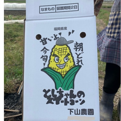 【2023年6月より順次発送】としちゃんの農家直送スイートコーン約4kg(11～13本入り)