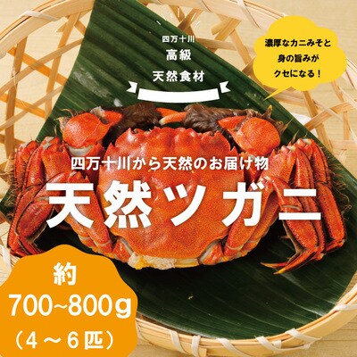 高級天然食材!四万十川の天然ツガニ 約700g～800g(4～6匹) 26