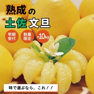 【早期受付・数量限定】熟成の土佐文旦10kg【家庭用】【2026年2月下旬より発送】R7-552