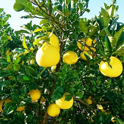 【早期受付・数量限定】熟成の土佐文旦10kg【家庭用】【2026年2月下旬より発送】R7-552