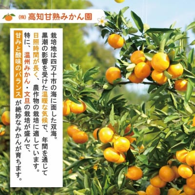 【早期受付・数量限定】熟成の土佐文旦5kg【家庭用】【2026年2月下旬より発送】R7-551