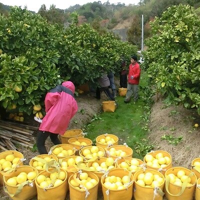 【期間・数量限定】太陽をたっぷり浴びた四万十文旦5kg(家庭用)配送:2025年2月下旬～3月上旬 