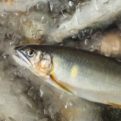 四万十川漁協遊漁券(1年券)【令和8年3月1日～令和9年2月28日】