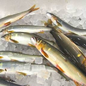 高知県四万十市 人気特産品おすすめランキング 週間 ふるさと納税サイト さとふる