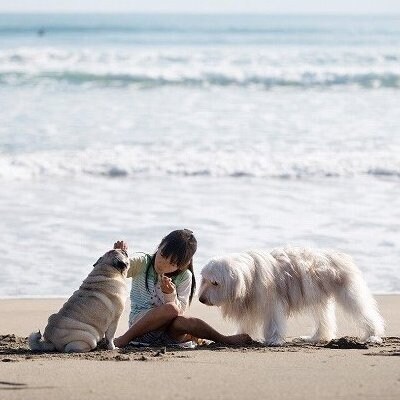 シニア犬おすすめセット ペットフード お礼品詳細 ふるさと納税なら さとふる