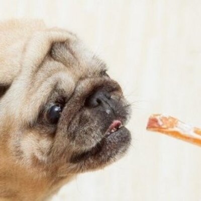 シニア犬おすすめセット<ペットフード>