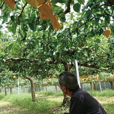 【数量限定・早期受付】マルミネ農園の竹島梨2kg(4～7個)【2025年8月中旬～9月下旬発送】