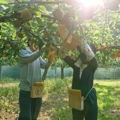 【数量限定・早期受付】マルミネ農園の竹島梨2kg(4～7個)【2025年8月中旬～9月下旬発送】