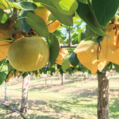 【数量限定・早期受付】マルミネ農園の竹島梨2kg(4～7個)【2025年8月中旬～9月下旬発送】