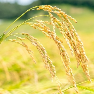 【令和7年産新米・早期受付】四万十清流の自然米　白米5kg( コシヒカリ)2025年9月より順次配送