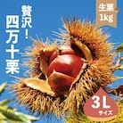 【期間・数量限定】新栗!贅沢四万十栗(3Lサイズ生栗)約1kg【2025年10月上旬～下旬発送】