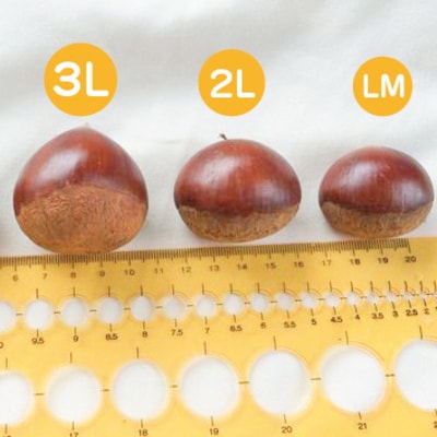 【期間・数量限定】新栗!贅沢四万十栗(3Lサイズ生栗)約1kg【2025年10月上旬～発送】