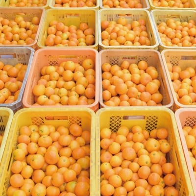 【数量限定】ジューシーな四万十市産・温州みかん3kg(家庭用) 配送:2025年10月～11月末