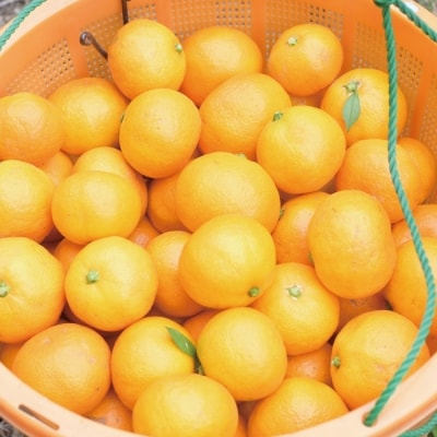 【数量限定】ジューシーな四万十市産・温州みかん3kg(家庭用) 配送:2025年10月～11月末