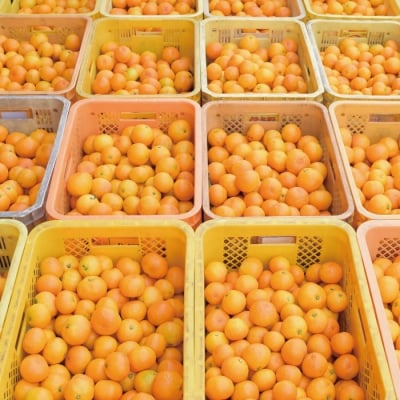 【数量限定】ジューシーな四万十市産・温州みかん10kg(家庭用) 配送:2025年10月～11月末