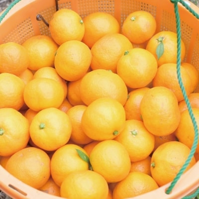 【数量限定】ジューシーな四万十市産・温州みかん10kg(家庭用) 配送:2025年10月～11月末