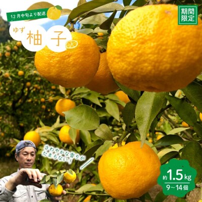 【早期受付】特有のさわやかな香りがたまらない!四万十市産柚子(贈答用)約1.5kg(9～14個)R7