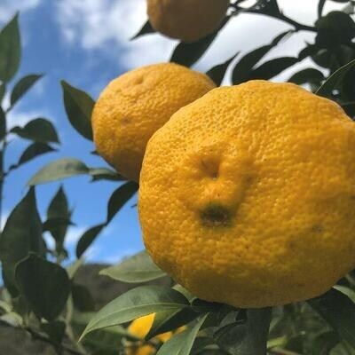 【早期受付】特有のさわやかな香りがたまらない!四万十市産柚子(贈答用)約1.5kg(9～14個)R7