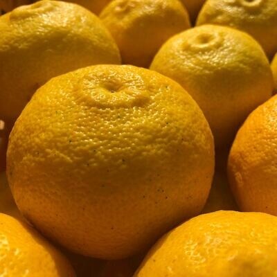 【早期受付】特有のさわやかな香りがたまらない!四万十市産柚子(贈答用)約1.5kg(9～14個)R7