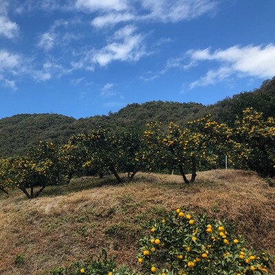 【早期受付】特有のさわやかな香りがたまらない!四万十市産柚子(贈答用)約1.5kg(9～14個)R7