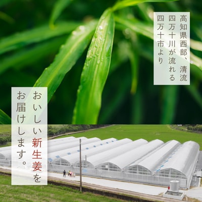 【早期受付・期間限定】みずみずしさがたまらない!新生姜約3kg【2025年5月下旬～9月上旬配送】