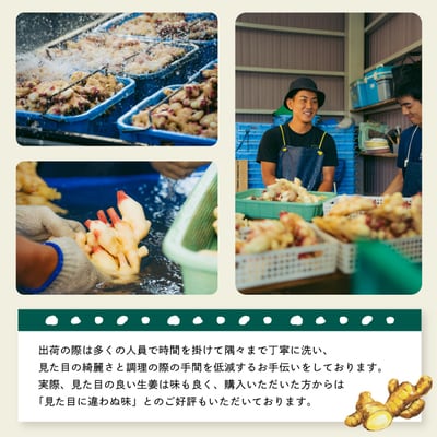 【早期受付・期間限定】みずみずしさがたまらない!新生姜約3kg【2025年5月下旬～9月上旬配送】
