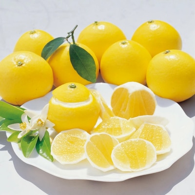 【早期受付・数量限定】甘味が強く酸味が少なめ【土佐の小夏ちゃん3kg家庭用】配送2026年5月下旬～