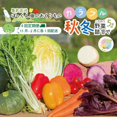 【4回定期便】ぱっくん畑の秋・冬野菜セット約5種類【R8.11月～R9.2月まで毎月1回】