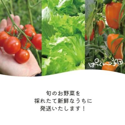 【4回定期便】ぱっくん畑の秋・冬野菜セット約5種類【R8.11月～R9.2月まで毎月1回】
