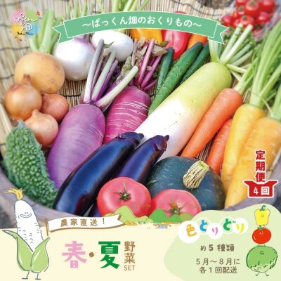 【早期受付・4回定期便】とれたて新鮮!ぱっくん畑の春・夏野菜(約5種類)2025年5月～毎月1回発送