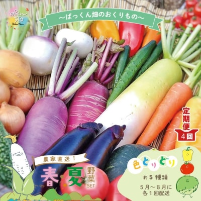 【早期受付 4回定期便】とれたて新鮮!春夏野菜セット 約5種類【2025年5月~8月まで毎月1回】