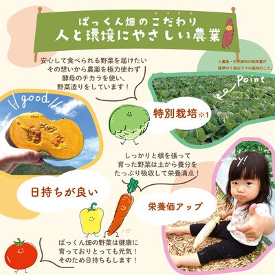 【早期受付・4回定期便】とれたて新鮮!ぱっくん畑の春・夏野菜(約5種類)2025年5月～毎月1回発送