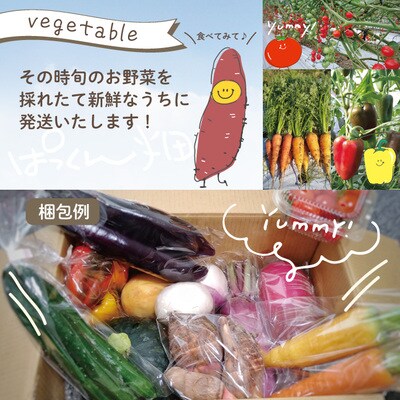 【早期受付・4回定期便】とれたて新鮮!ぱっくん畑の春・夏野菜(約5種類)2025年5月～毎月1回発送
