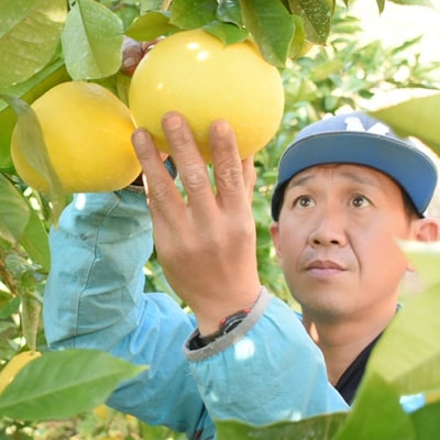 【早期・数量限定】旬の味覚 甘味と酸味がまろやかに溶け合う四万十市産・土佐文旦7kg(家庭用) 25