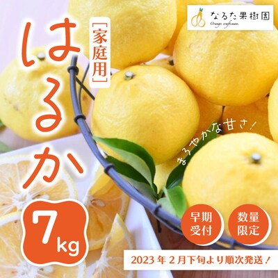 【早期・数量限定】爽やかな甘さ!なるた果樹園の四万十市産 はるか7kg(家庭用) | ふるさと納税のお礼品