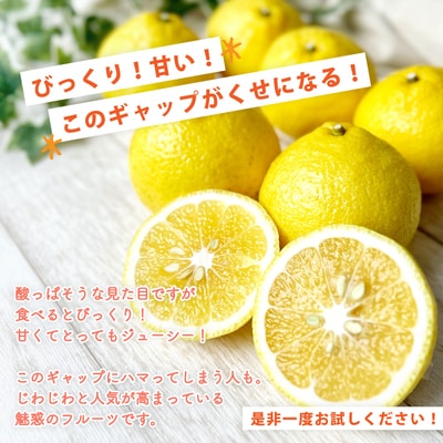 【早期受付・期間限定・数量限定】爽やかな甘さ!なるた果樹園の四万十市産 はるか7kg(家庭用) 