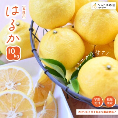 【早期受付・数量限定】爽やかな甘さ!なるた果樹園の四万十市産 はるか10kg(家庭用) 24