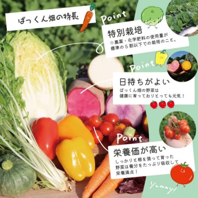 ぱっくん畑の秋・冬野菜セット約5種類【2026年11月～2027年2月の間に1回配送】