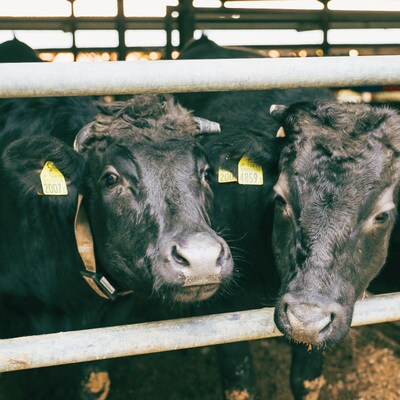 四万十牛煮込みハンバーグ・四万十牛コロッケセット (ハンバーグ4個・コロッケ5個 ) 26-017