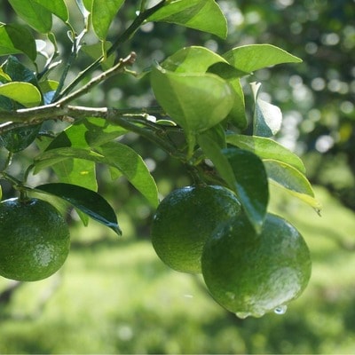 家に来る“高知”藁焼きカツオ四万十ぶしゅかん塩タタキ1節(約350g)セット 26-987