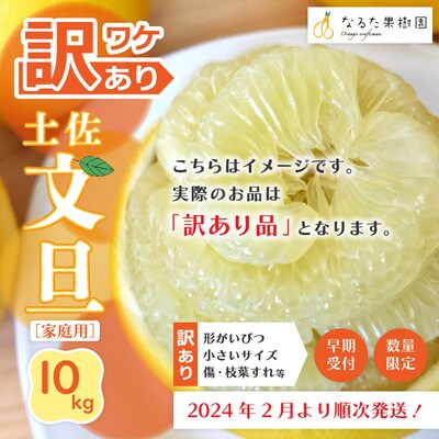 【訳あり】【早期受付・数量限定】旬の味覚 四万十市産・土佐文旦10kg家庭用【配送:R6年2月～3月