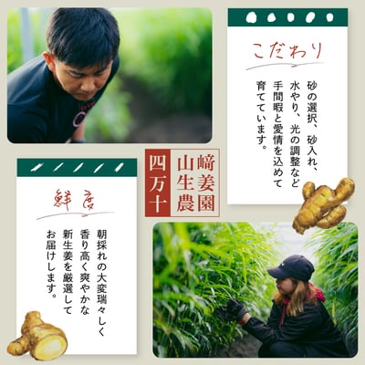【早期受付・期間限定】みずみずしさがたまらない!新生姜約1kg【2026年5月下旬～9月上旬配送】