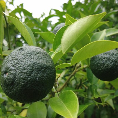 こだわりの四万十ゆず胡椒3個セット 26